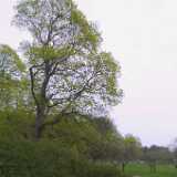46Newleaves