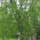 DSCF3728