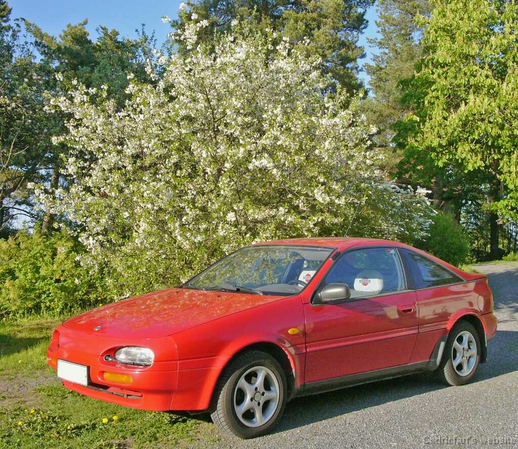 090525cherryblossom
