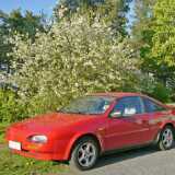 090525cherryblossom