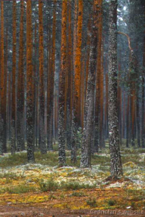Forest