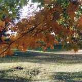 apkLeaves