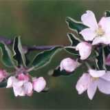pics_spring2003