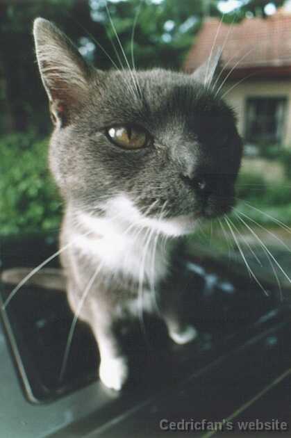 julyCat