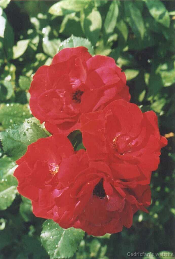 julyRoses