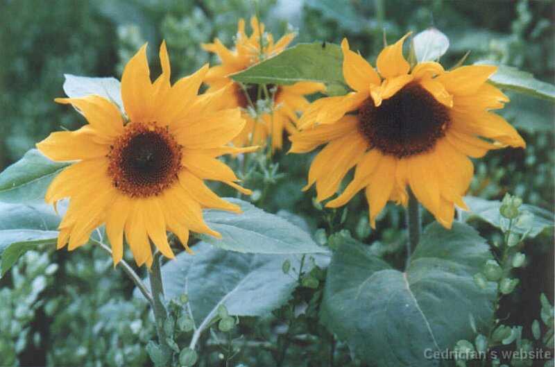 julySunflowers