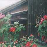 LGrosebush