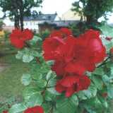 roses