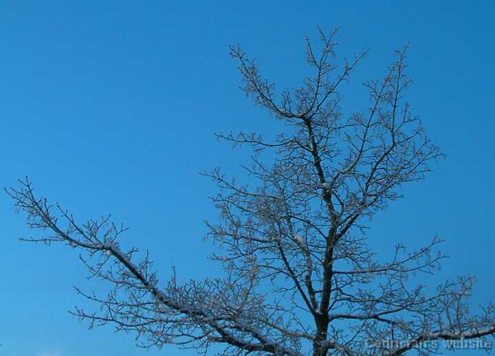 Night_tree