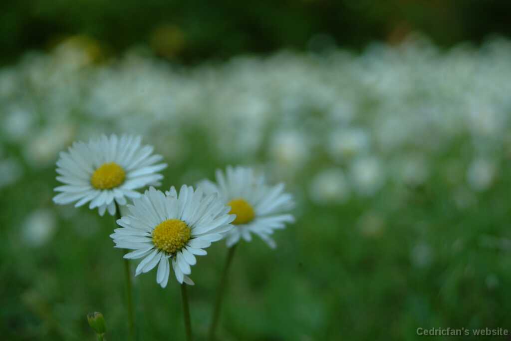 DSCF9069
