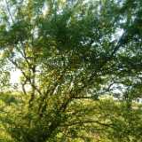 Dscf9071
