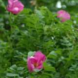 Dscf9188