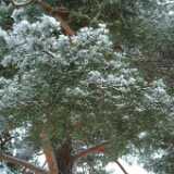 Dscf1246
