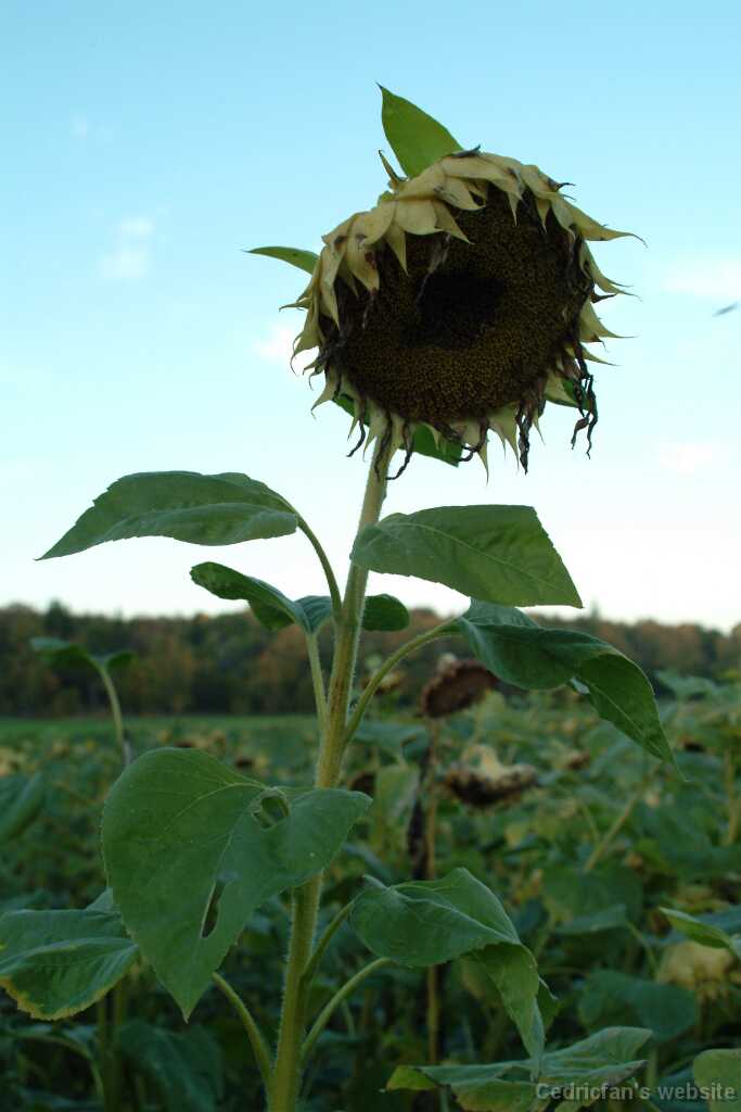 Dscf0625