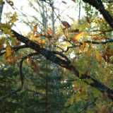 DSCF0607