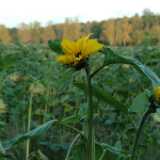 DSCF0633