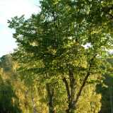 Dscf0613
