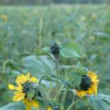 Dscf0623