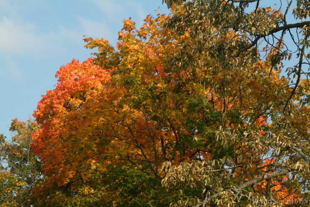 DSCF0320
