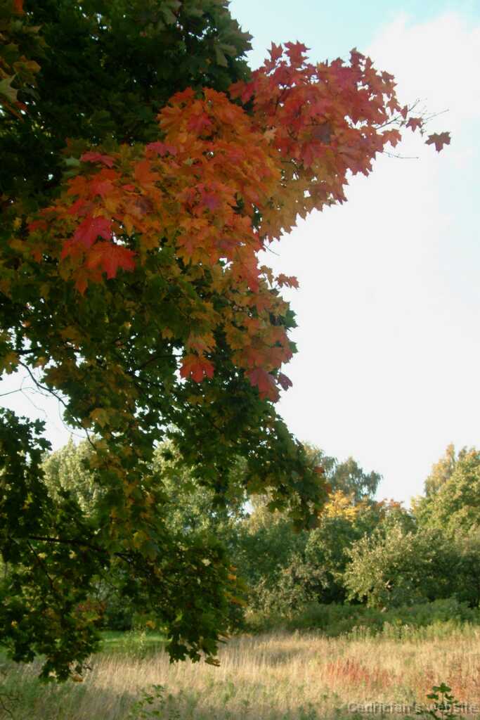 Dscf0323