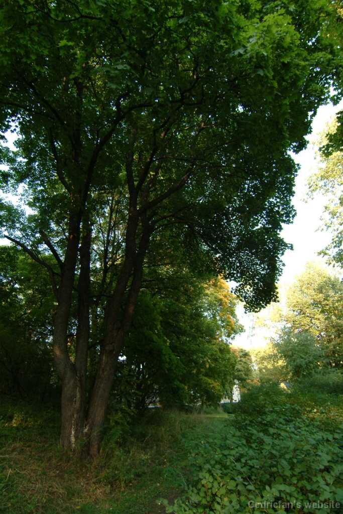 Dscf0347
