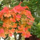 DSCF0312