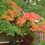 Dscf0314