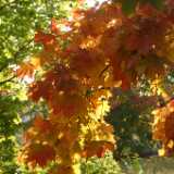 Dscf0316