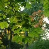 Dscf0346