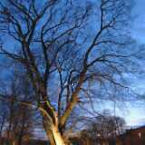DomTrees2