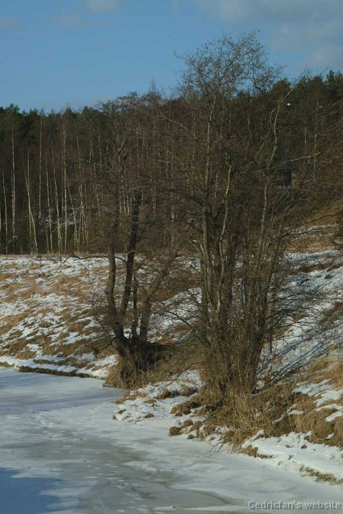BankTrees