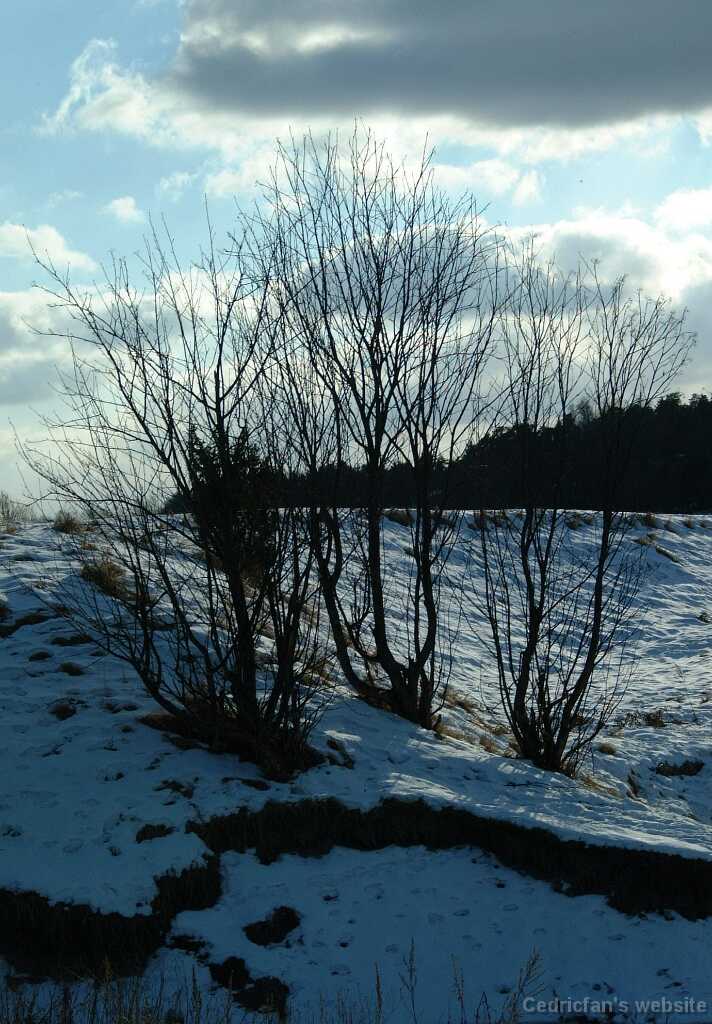 Bushes