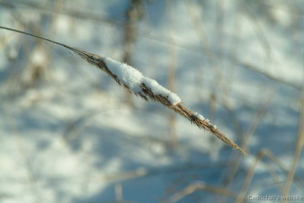 DSCF1707