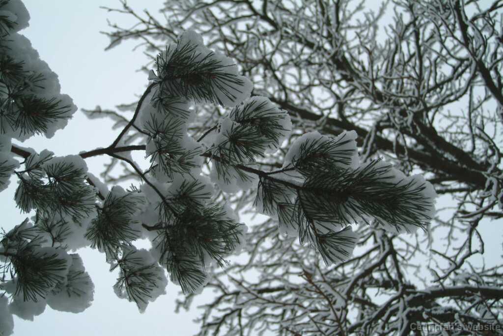 DSCF1262
