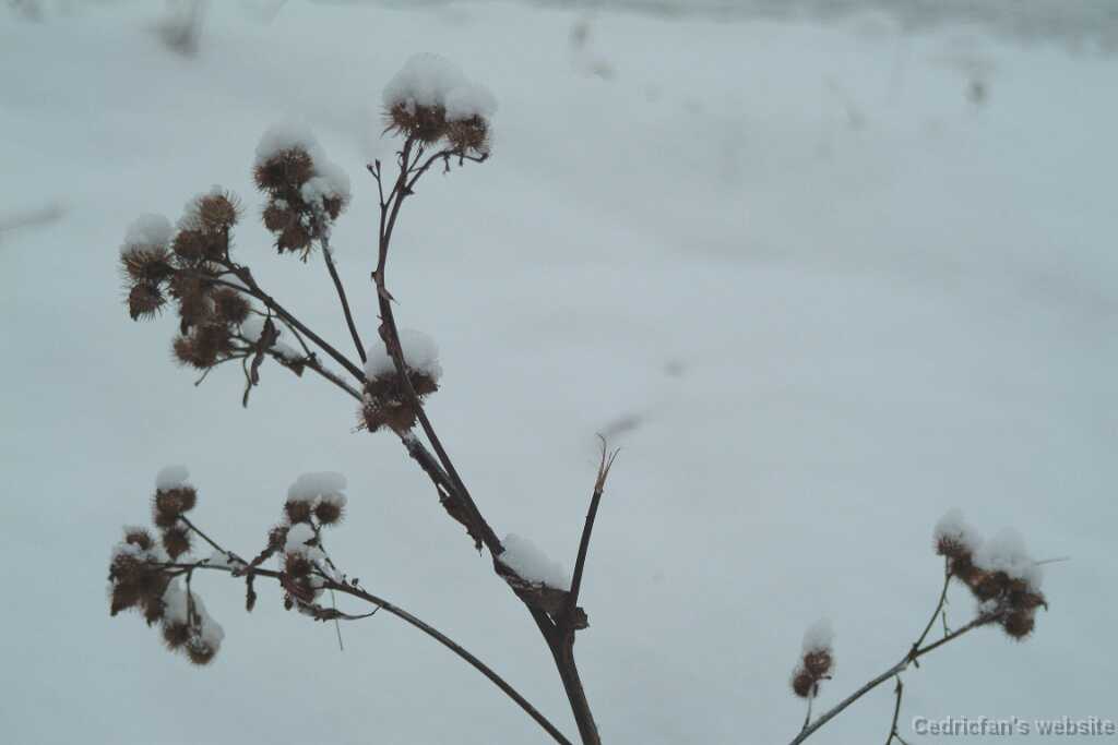 DSCF1266