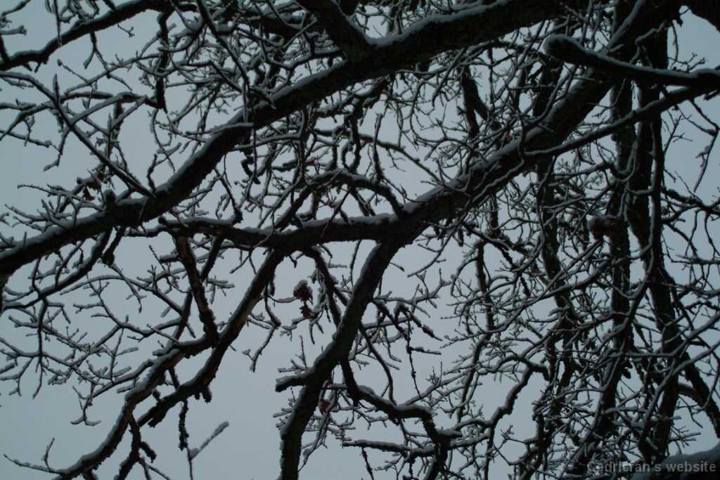 DSCF1288