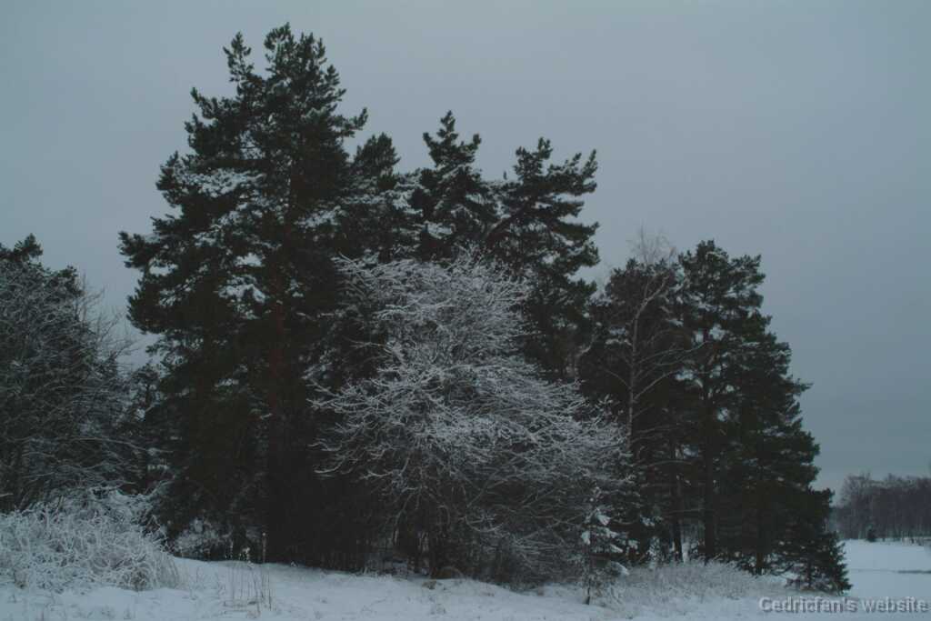 DSCF1305
