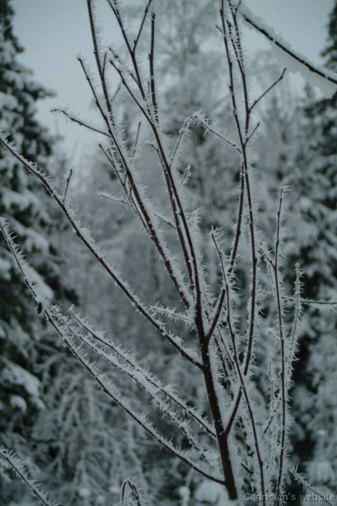DSCF1338