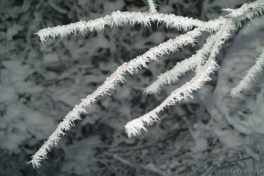DSCF1341