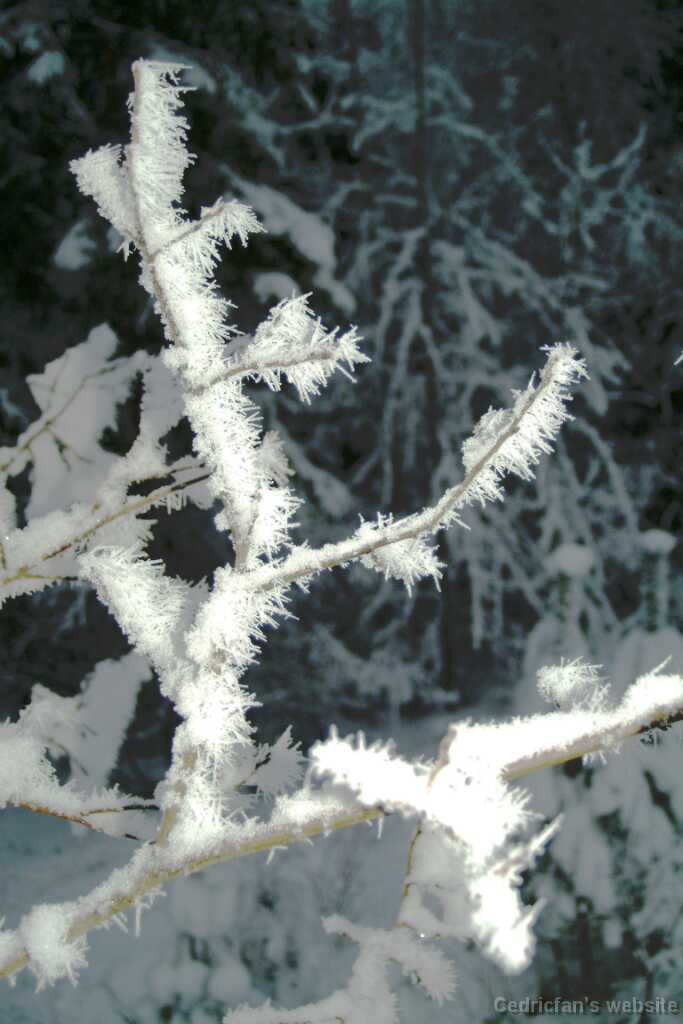 DSCF1342