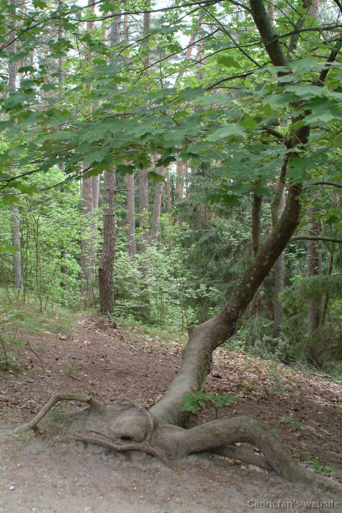DSCF2976