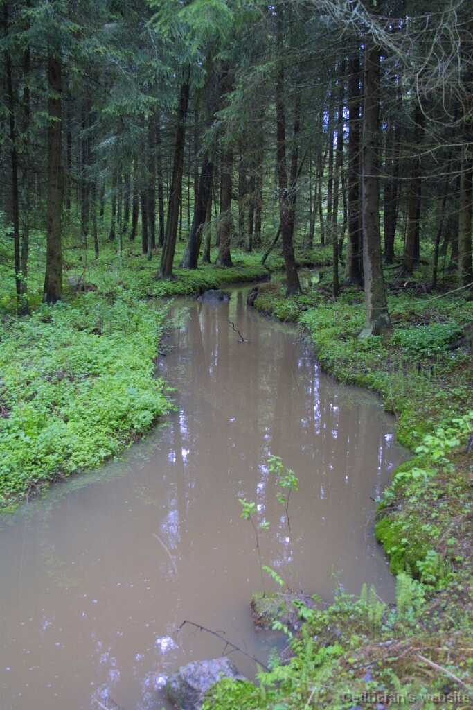 02forest-creek