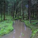 02forest-creek