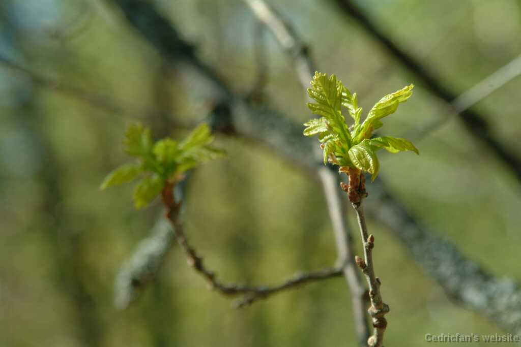 DSCF2384