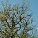 DSCF2377