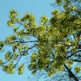 DSCF2382