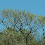 DSCF2387