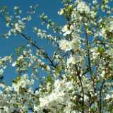 DSCF2398