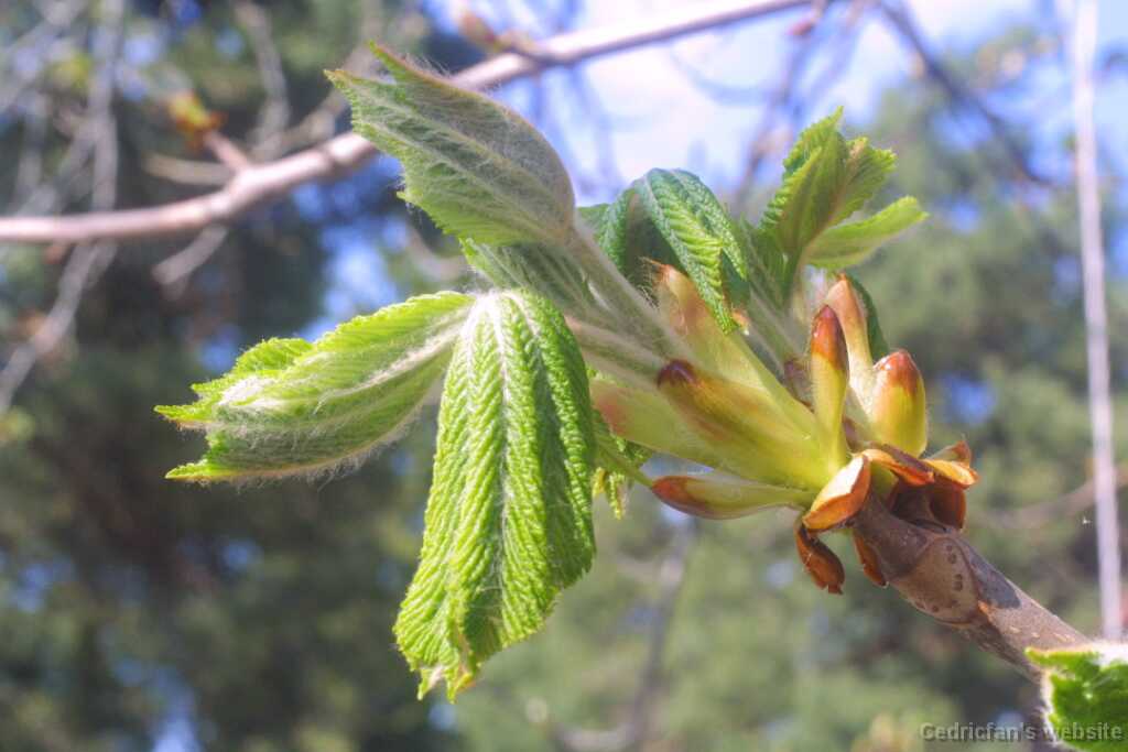 04chestnut