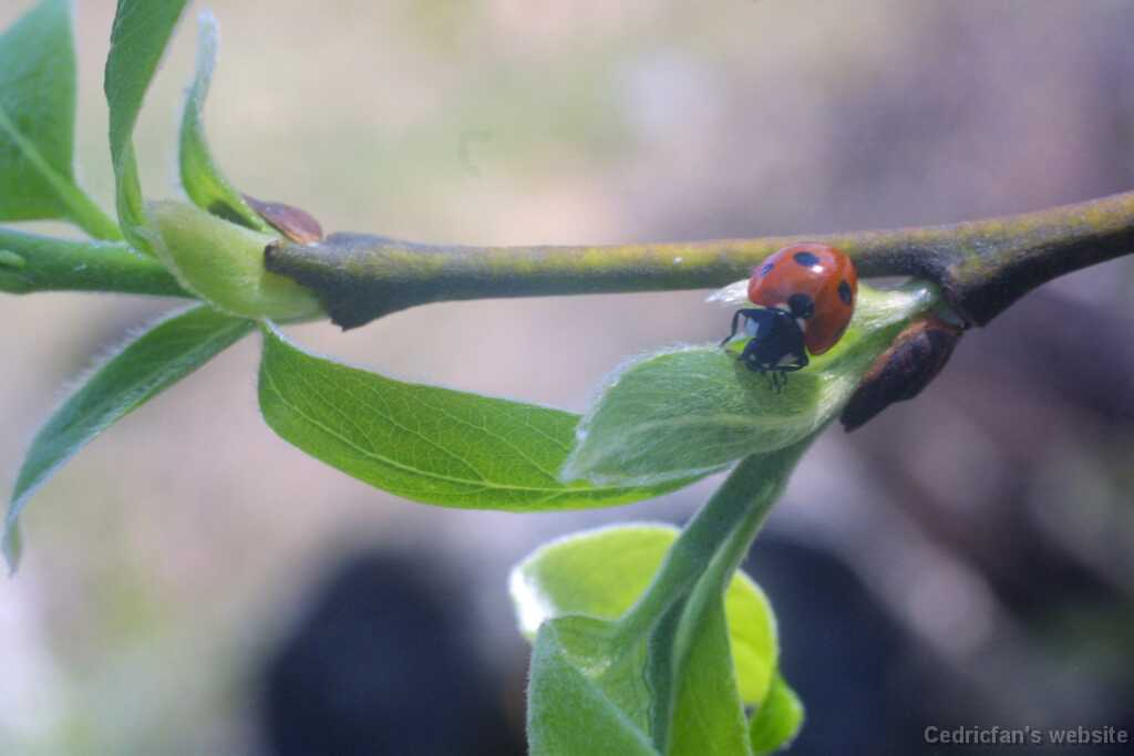 10ladybird